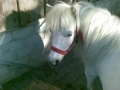 Pony als Pflegepony 