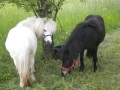 Pony-Schnuppern